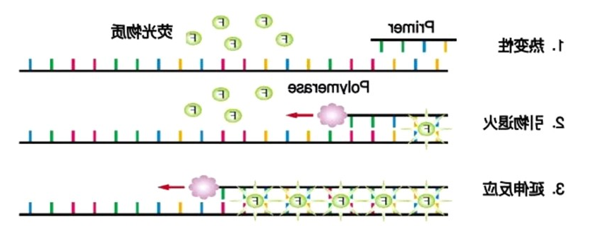 荧光定量PCR 荧光定量PCR