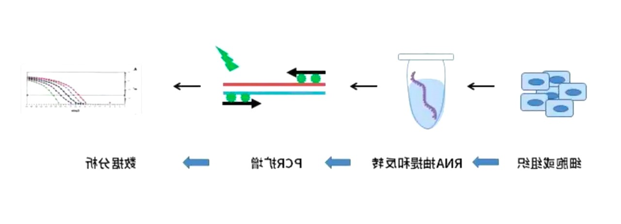 荧光定量PCR实验过程 荧光定量PCR实验过程
