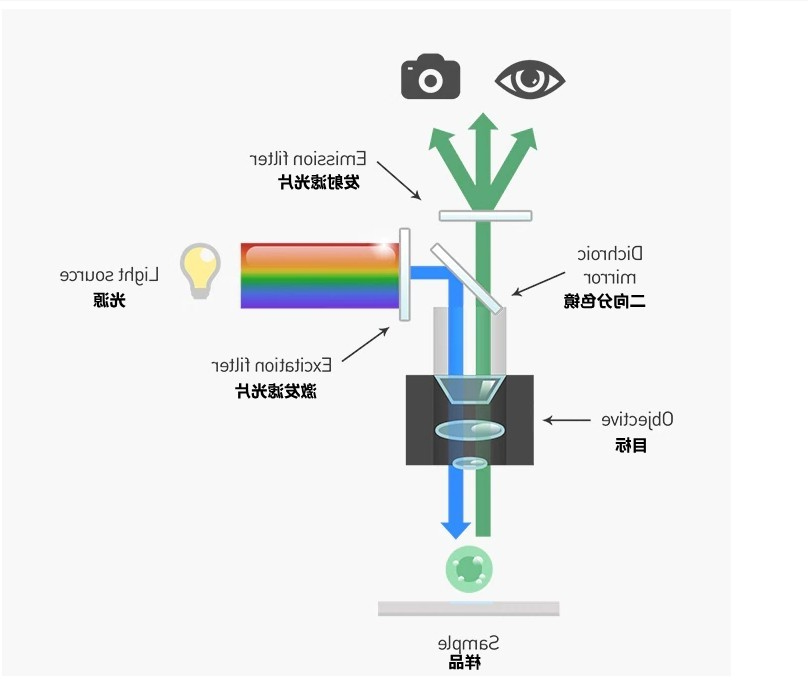 二向色镜荧光显微镜分析应用原理图