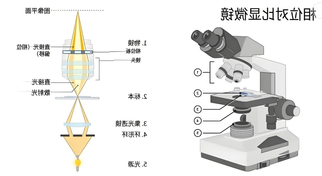 相差显微镜工作原理