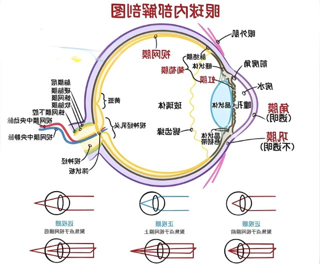 视网膜眼科中不同波长滤光片的应用