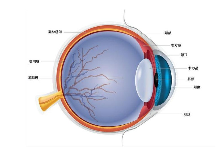 眼睛结构图