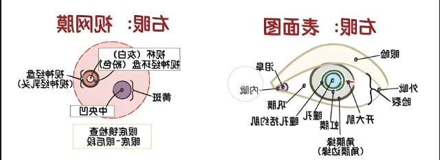 眼睛视网膜